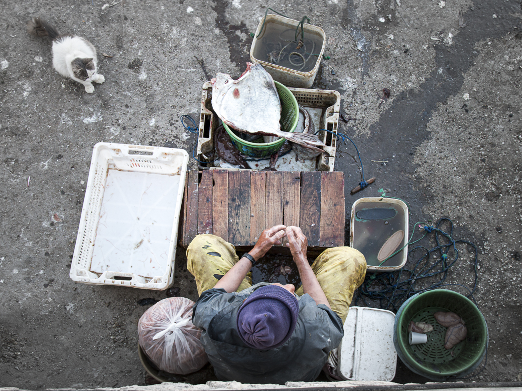 Le pêcheur et le chat